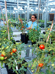 Photo: Researcher examines tomato plants. Link to photo information