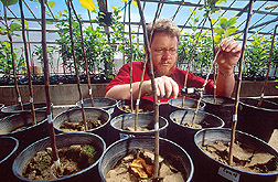 Mark Mazzola measures trunk diameter of test trees in a greenhouse: Link to photo information