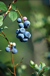 Clusters of Biloxi blueberries. Link to photo information