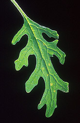 Photo: The yellow spots on this leaf are evidence of infection by the Pennsylvania isolate of plum pox virus. Link to photo information