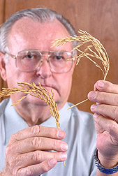 Photo: Geneticist compares golden-hulled low-phytate rice (left) with rice that lacks the color-coding gene. 