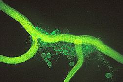 Glomalin (stained green) coats an arbuscular mycorrhizal fungus growing on a corn root. Link to photo information