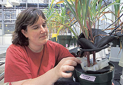 Photo: Technician Kristine Nichols checks the progress of corn plants growing in containers specially designed for glomalin production. Link to photo information