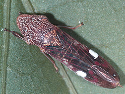 The glassy-winged sharpshooter is the culprit behind the spread of Pierce's disease among grapevines. Click image for additional information.