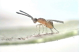 This parasitic wasp, Gonatocerus triguttatus, lays its own eggs inside those of the glassy-winged sharpshooter. Click image for additional information.