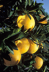 Photo: Oranges growing on a tree. Link to photo information