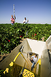In a pepper field, Ron Seligman collects data underground inside a lysimeter while Nedal Katbeh-Bader and Naem Mazahrih place equipment on the field surface. Link to photo information