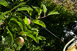 Low-volume sprayer applies thin stream of liquid to apple tree canopy. Link to photo information
