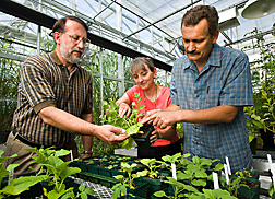 In greenhouse, Rosemarie Hammond and Lev Nemchinov point out to Dante Zarlenga the virus symptoms on a plant. Link to photo information