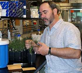 Photo: ARS plant geneticist David Garvin examining Brachypodium distachyon. Link to photo information