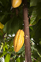 Photo: A maturing cacao pod on a cacao tree. Link to photo information