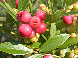 Photo: Pink Lemonade blueberries growing on a bush. Link to photo information