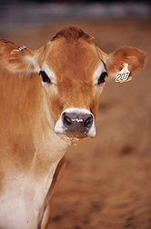 K11670-2: Cow