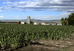 Photo: Corn field with farm buildings in the background. Link to photo information
