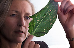 Molecular geneticist Barbara Baker examines a leaf.