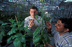 Molecular biologists examine plant damaged by tobacco mosaic virus.