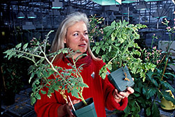 Technician compares healthy tomato plant with infected one. 