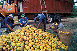 Mexican citrus growers oversee culling of oranges bound of a juice plant.