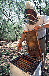 Mexican beekeeper Jose Santos Rodriquez checks his hives. 