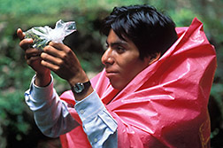 Manuel Giron holds a plastic bag containing weevil-infested floral buds.