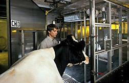 Animal scientist guides cow into a room to measure her respiration. 