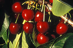 Closeup of cherries growing on a branch.