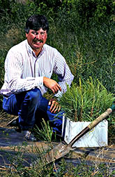 Jim Arnold readies evergreen seedlings for planting 
