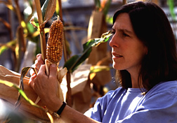 Geneticist Sara Hake checks experimental corn for genetic change.