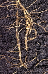 The bodies of female soybean cyst nematodes feeding in plant roots
