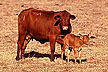 Senopol surrogate mother with Romosinuano embryo transfer calf