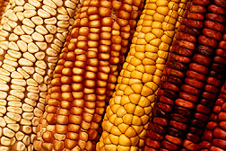 Photo: Colorful varieties of corn.