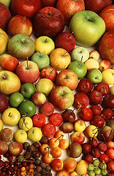 Many varied apples. Link to photo information