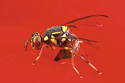 The malaysian fruit fly, Bactrocera latifrons, is native to southern and southeastern Asia. 