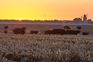 Cattle in a field at sunset