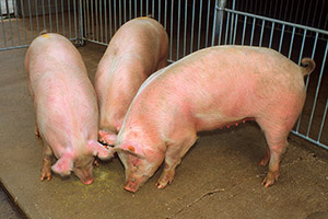 Pigs to be certified as free of trichina parasites