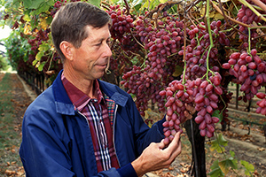 David Ramming inspecting grapes on a vine