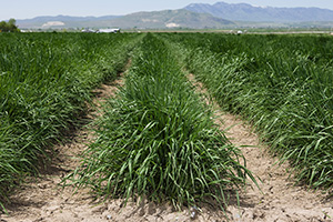 A field of wheatgrass