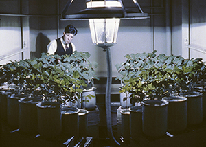 Botanist Harry Borthwick, studying the effect of different light wavelengths on Biloxi soybeans using a huge carbon arc light