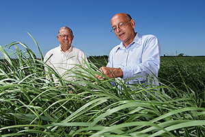Ken Vogel in a field of switchgrass