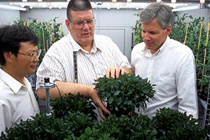 Rufus Chaney and two researchers examine metal-accumulating Thlaspi plants in a growth chamber.
