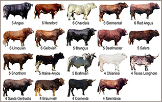 Graphic showing breeds of cattle