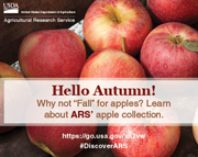 Learn About ARS' apple collection