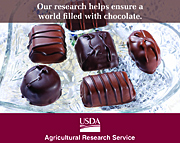 chocolate research