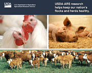 Research Helps Keep Flocks & Herds Healthy