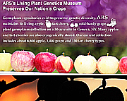 ARS's Living Plant Genetics Museum