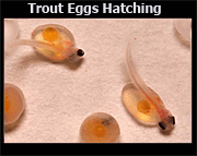 hatching trout eggs
