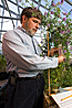 Plant physiologist measures alfalfa plants.