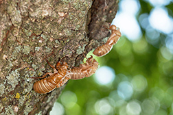cicada on a linden tree
