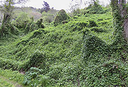 Glen Deven site in CA., carpeted by the invasive Cape-Ivy weed