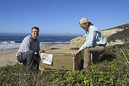 ARS entomologists releasing Cape-Ivy flies in Coast Dairies State Park near Santa Cruz, California